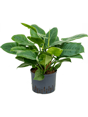 Philodendron imperial green