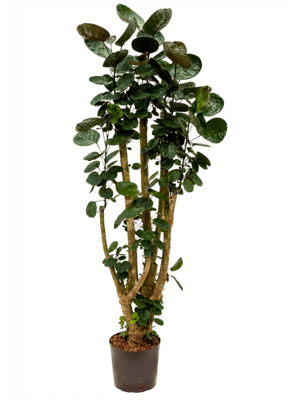 Aralia fabian