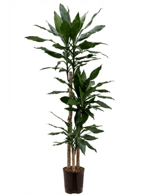 Dracaena fragans
