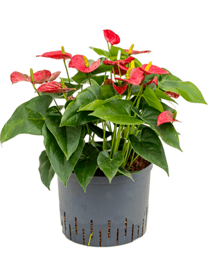 Anthurium sierra