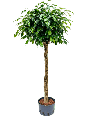 Ficus danielle stamm