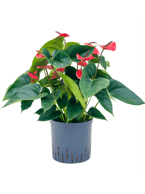 Anthurium dark red
