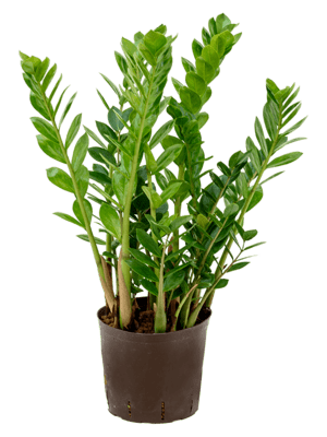Zamioculcas zamiifolia