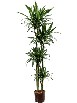 Dracaena deremensis