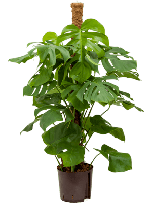 Philodendron pertusem (monstera)
