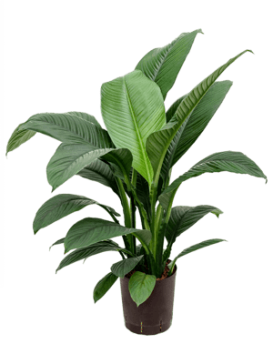Spathiphyllum sensation
