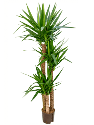Yucca