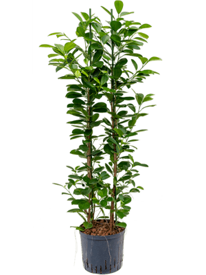 Ficus moclame