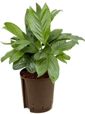 Chamaedorea metalica