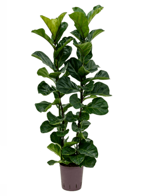 Ficus lyrata bambino