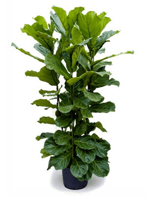 Ficus lyrata