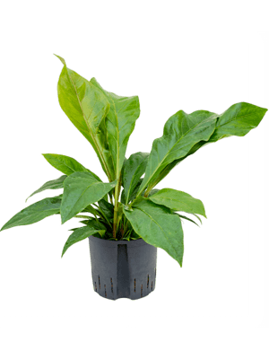 Anthurium jungle bush