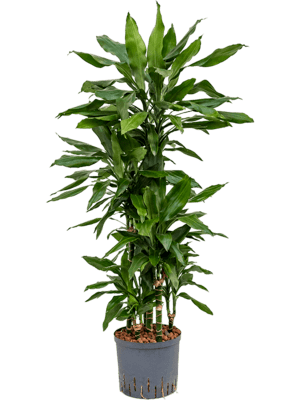 Dracaena janet lind