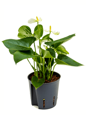 Anthurium sierra white