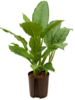 Aglaonema freedman