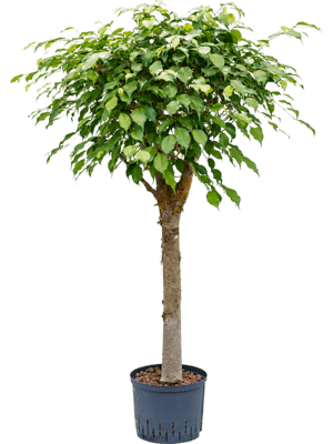 Ficus benjamina stamm
