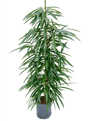 Ficus alii
