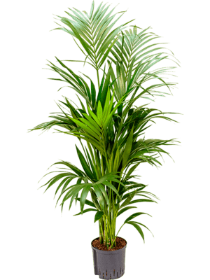 Kentia forsteriana