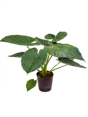 Alocasia wentii