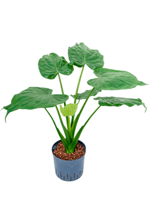Alocasia cucullata
