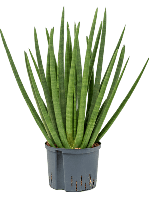 Sansevieria enjoy