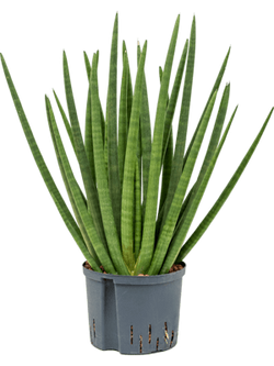 Sansevieria enjoy