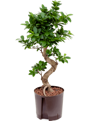 Ficus microcarpa compacta