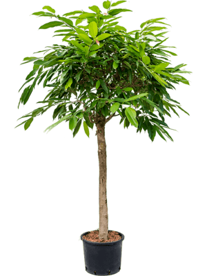 Ficus amstel king stamm