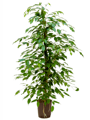 Ficus benjamina