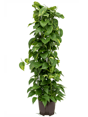 Scindapsus_aureum_säule