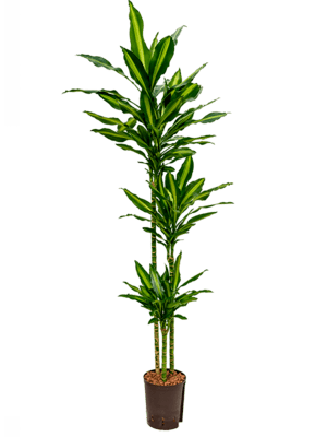 Dracaena cintho