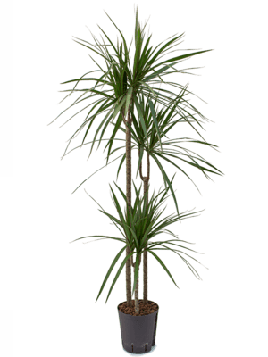 Dracaena marginata