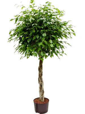 Ficus benjamina stamm geflochten