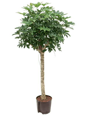 Schefflera arboricola stamm