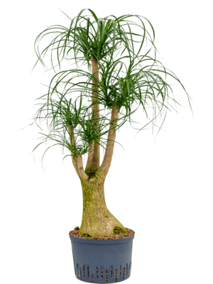 Beaucarnea recurvata verzweigt