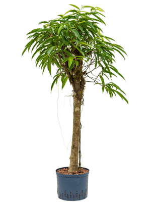 Ficus alii stamm