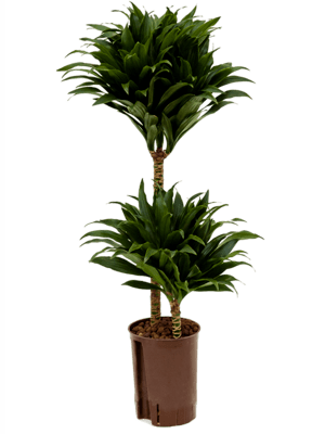 Dracaena compacta