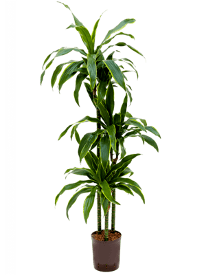 Dracaena arturo