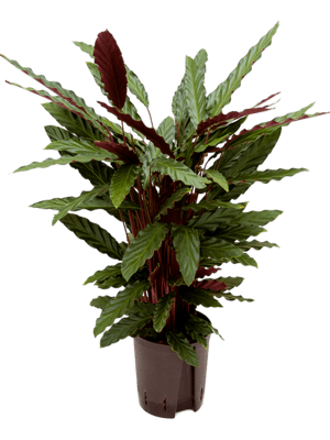 Calathea rufibarba wavestar