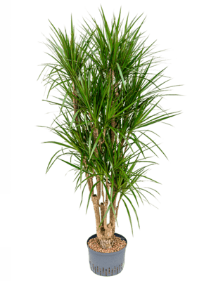 Dracaena marginata verzweigt