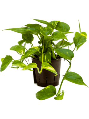 Scindapsus aureum