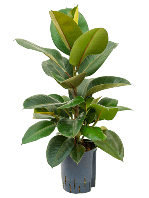 Ficus elastica robusta
