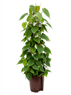 Philodendron_scandens_säule