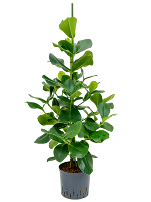 Clusia rosea
