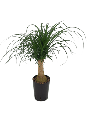 Beaucarnea recurvata stamm 30