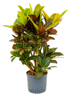 Croton petra