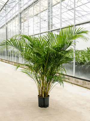 Areca lutescens
