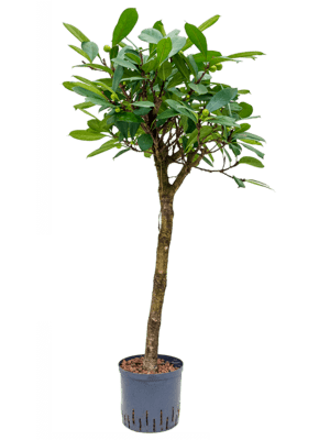 Ficus cyathistipula stamm
