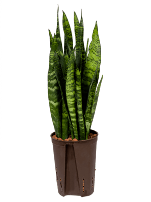 Sansevieria coral black