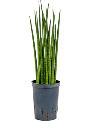 Sansevieria bacularis